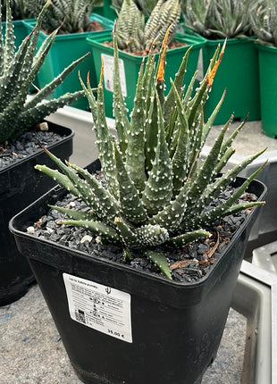 tulista pumila