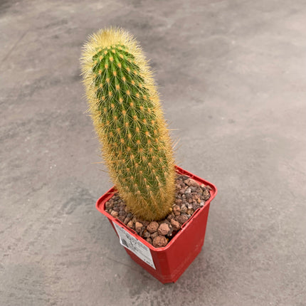 Pilosocereus chrysostele