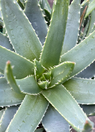 Aloe brevifolia