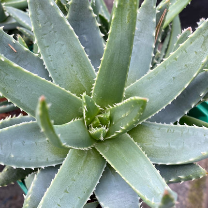 Aloe brevifolia