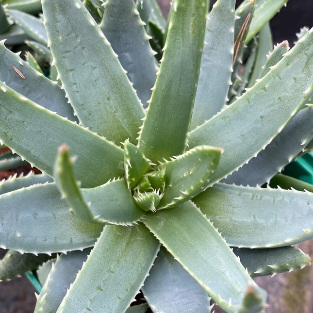 Aloe brevifolia