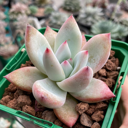 Echeveria colorata „Dach“.