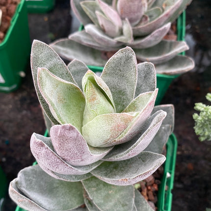 Crassula ‘Garnet lotus’
