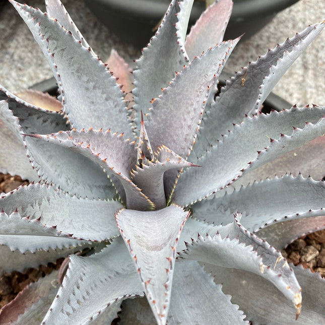 x Mangave 'Silver Fox'