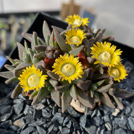Aloinopsis rubrolineata