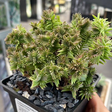 Crassula pyramidalis x congesta minor