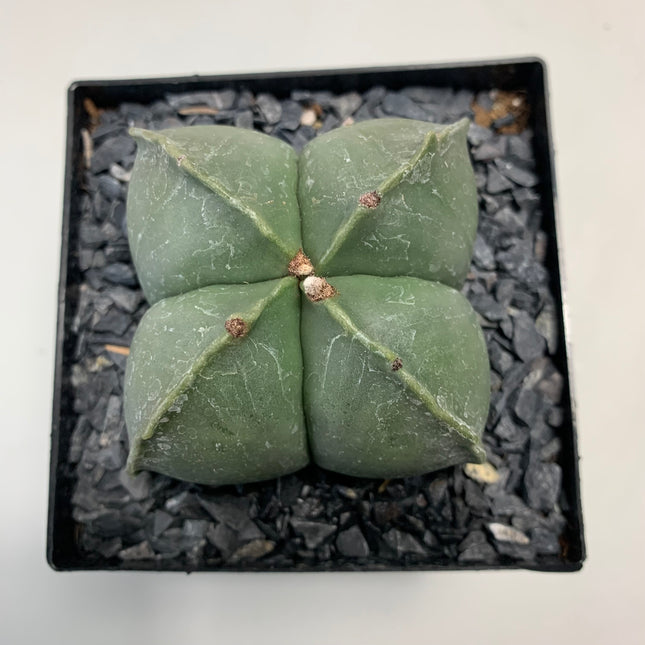 Astrophytum myriostigma 'Quadricostatum' nudum
