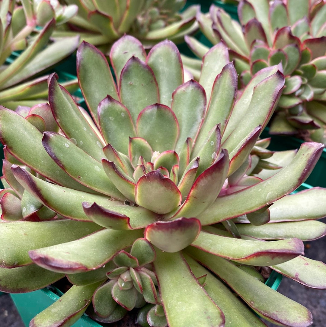 Echeveria polishis cv. Magma Pearl