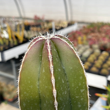 Lophocereus marginatus (Marginatocereus marginatus)