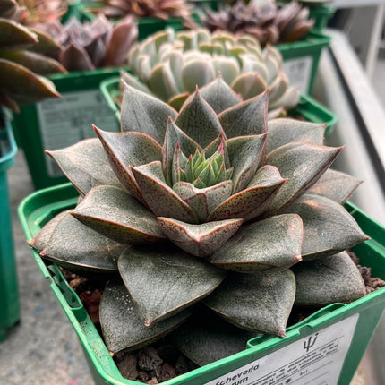 Echeveria purpusorum