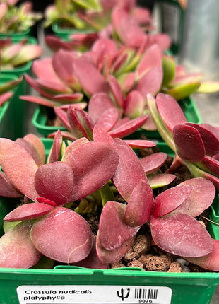 Crassula nudicalis platyphylla
