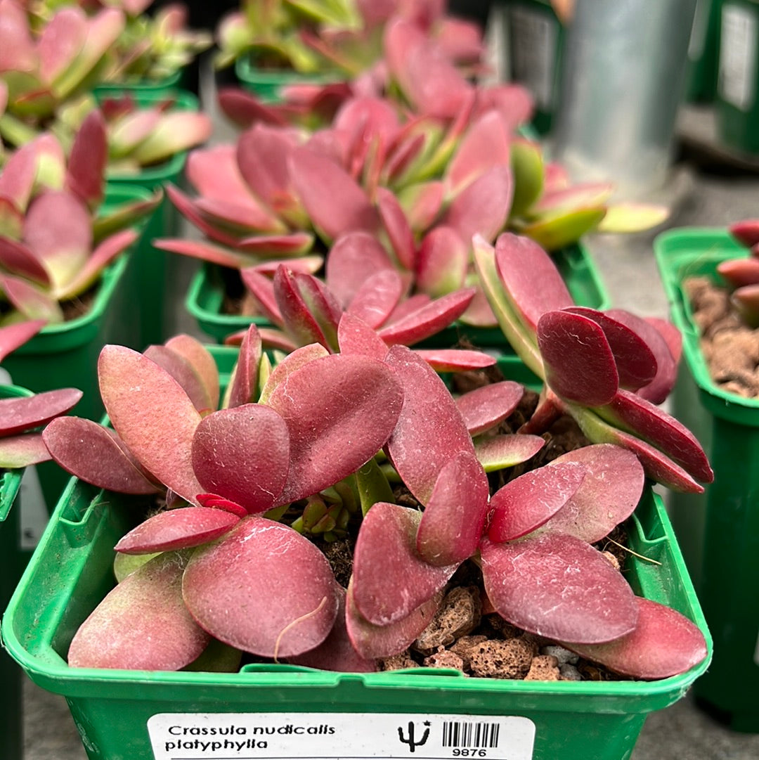 platyphylla succulent Crassula nudicalis platyphylla – DesertSTORE.es