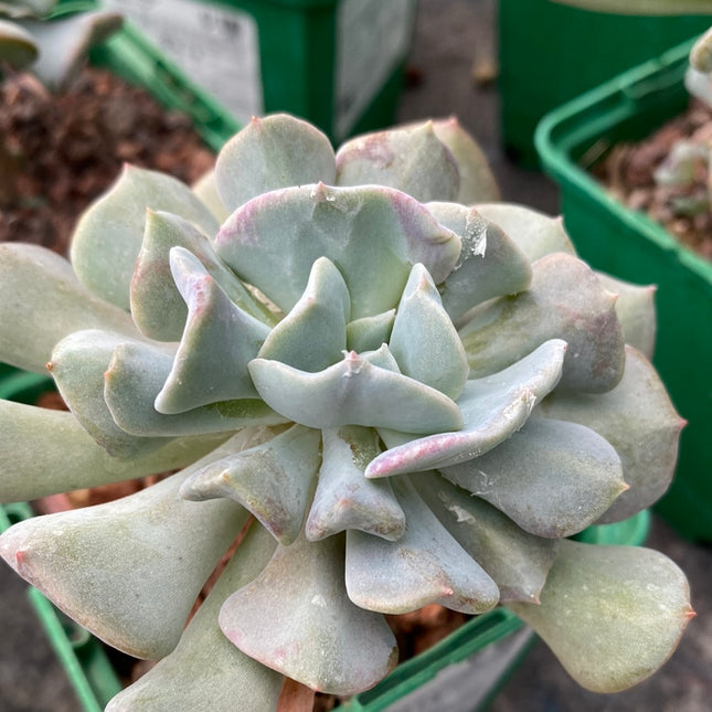 Echeveria 'Cubic Frost'