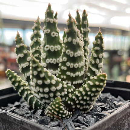 Tulista pumila 'Donuts'