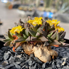 Caudex 8 años