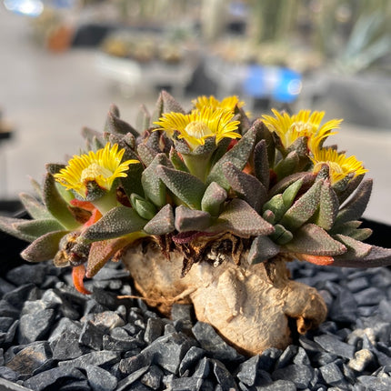 Aloinopsis rubrolineata