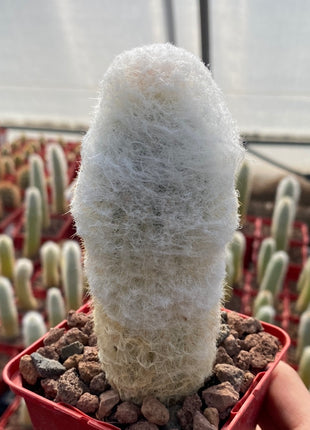 Espostoa lanata