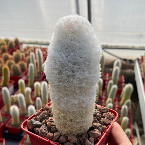 Espostoa lanata