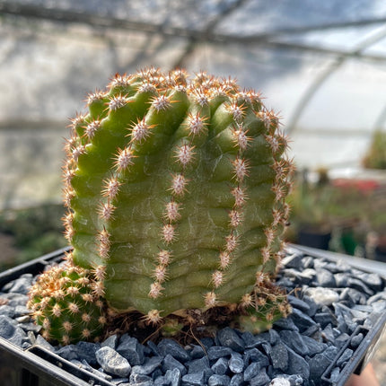 Trichocereus-Hybride
