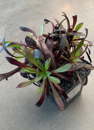 Aeonium 'Pfau'