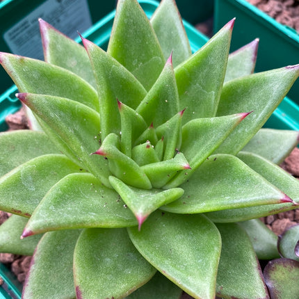 Echeveria agavoides ‘Ebony’