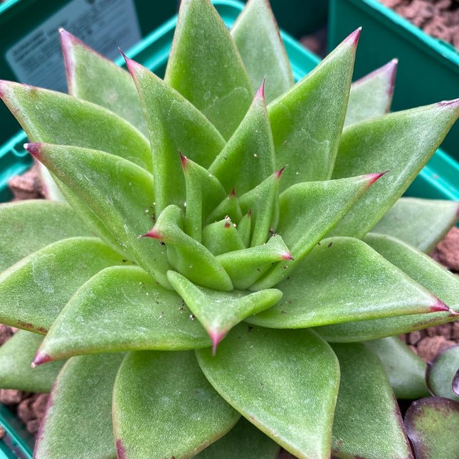 Echeveria agavoides ‘Ebony’