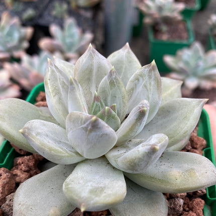 Pachyveria ‘Compassion’