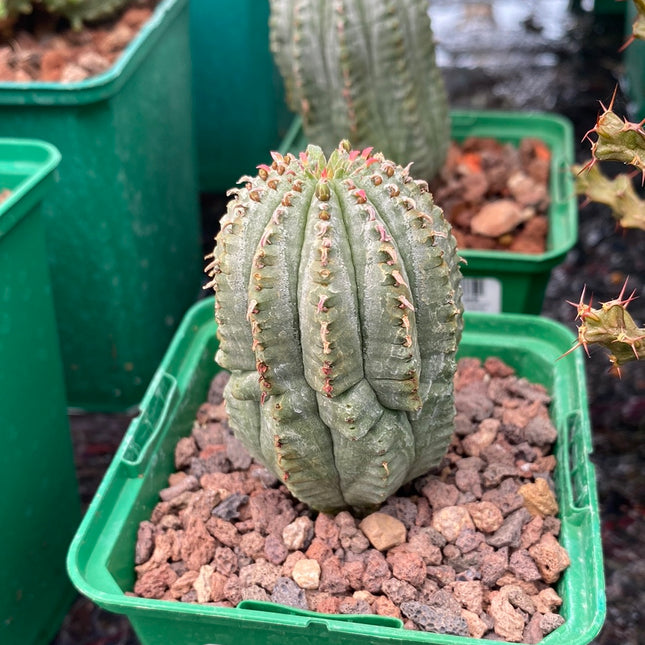 Euphorbia infausta