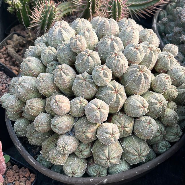 Euphorbia pseudoglobosa