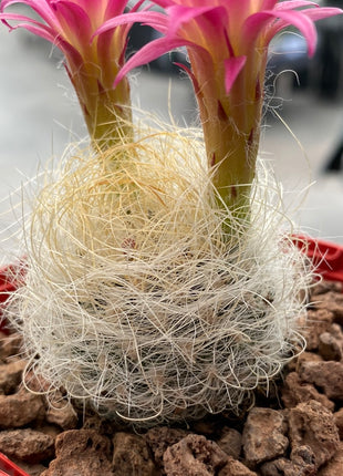 Neoporteria gerocephala