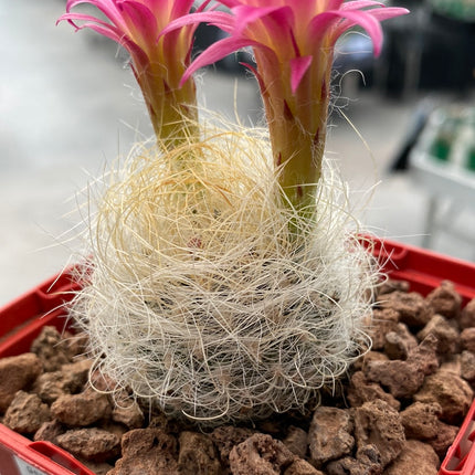 Neoporteria gerocephala