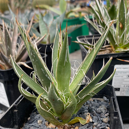 Agave filifera