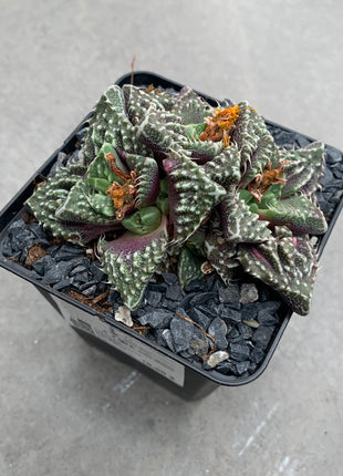 Faucaria felina subs. Tuberosa Lebenslauf. „Super Warty“.
