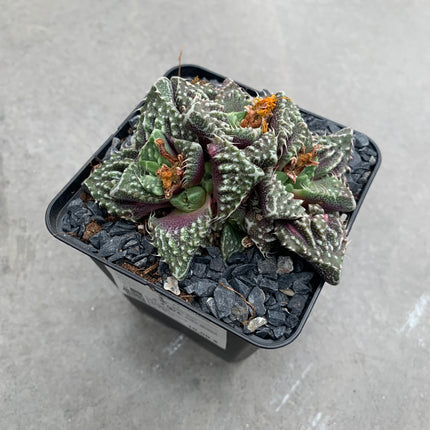Faucaria felina subs. tuberosa cv. ´Super Warty´