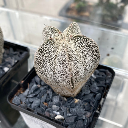 Astrophytum myriostigma 'Onzuka'