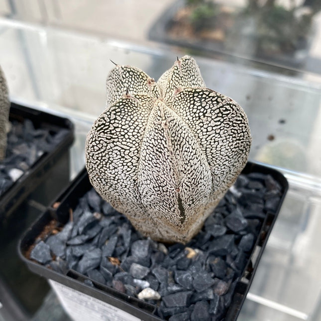 Astrophytum myriostigma ‘Onzuka’