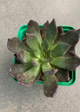 Echeveria affines