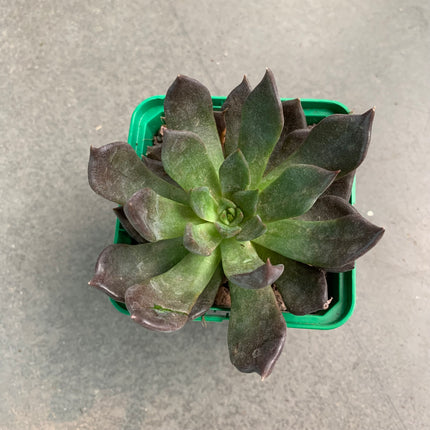 Echeveria affins