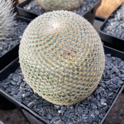 Mammillaria haageana