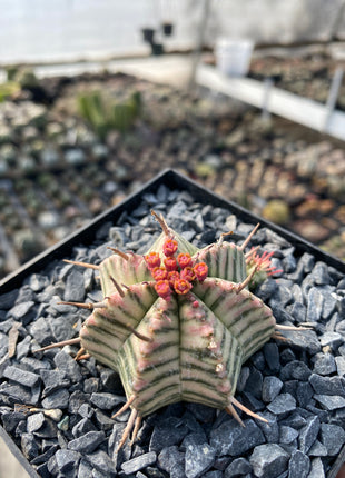 Euphorbia meloformis f. variegata