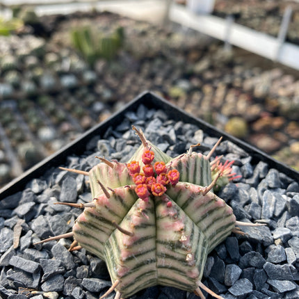 Euphorbia meloformis f. variegada