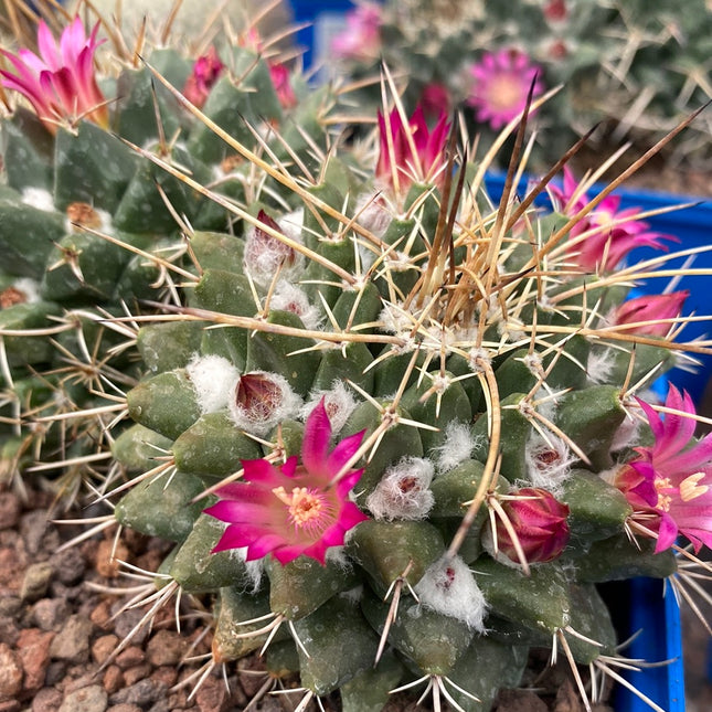 Mammillaria compressa