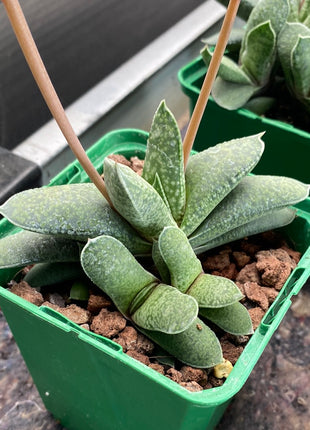 Gasteria camillae