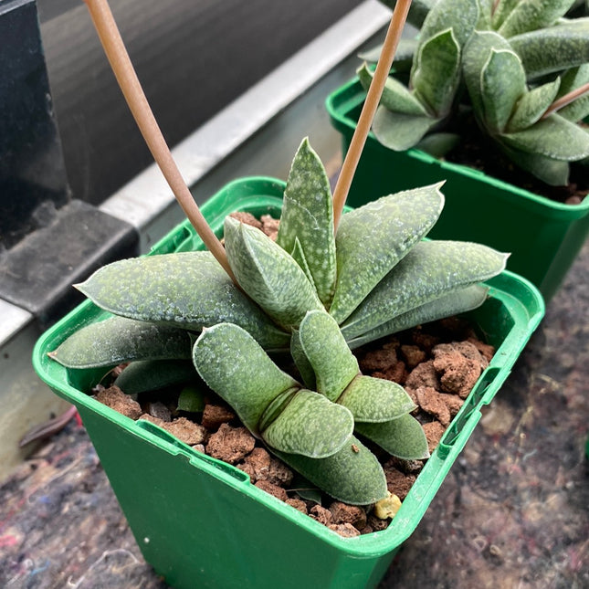 Gasteria camillae