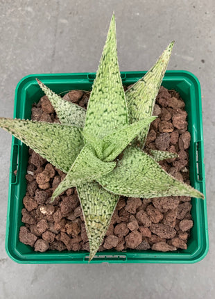 Aloe 'Lotus silver'