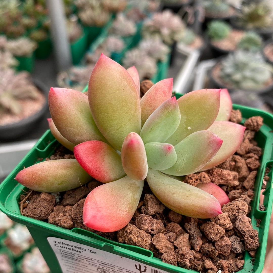 dr cornelius succulent Pachyveria 'Dr. Cornelius' – DesertSTORE.es