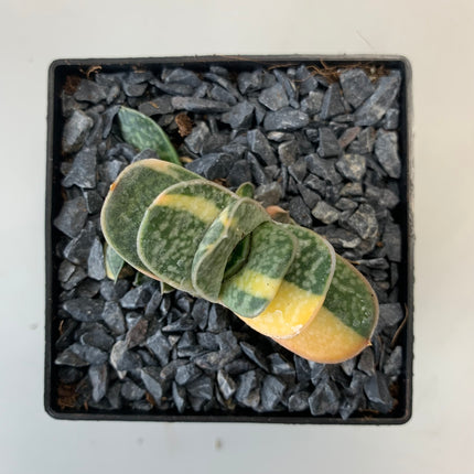 Gasteria 'Gracilis' f. variieren