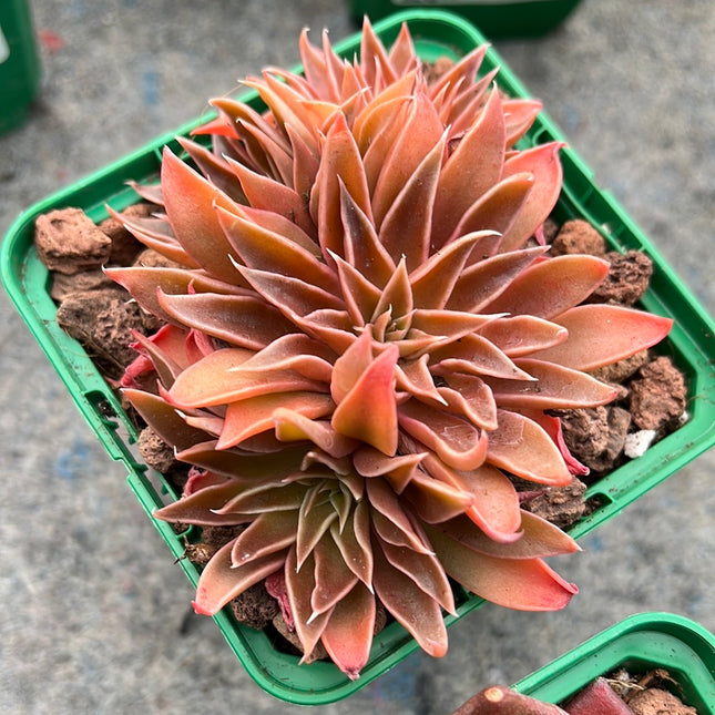 Echeveria lutea var. fuscata