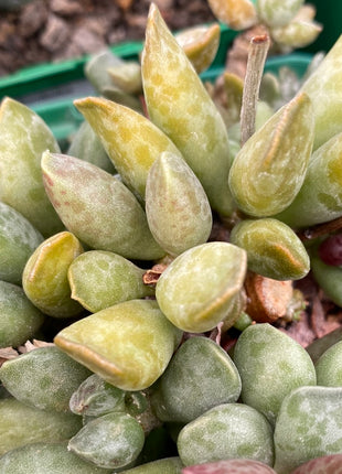 Adromischus cooperi