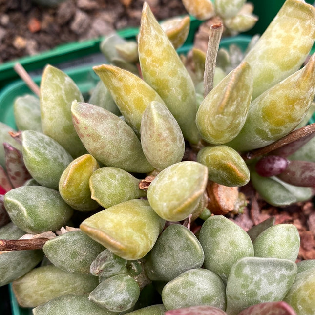 Adromischus cooperi